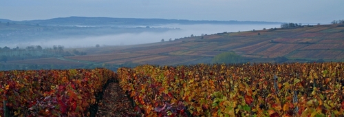 Santenay Autumn Vines Cote d'Or Burgundy France Credits Val Vermon