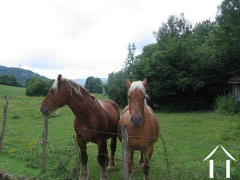 perfect for horses