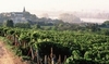 Vineyards in Pouilly Fumé