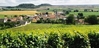 Massigny and its vineyards