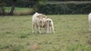 Burgundy,Charollais cattle