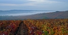 Santenay in Autumn, by Mike Long