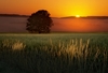 Burgundy landscape