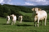 charolais cattle