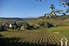 Burgundy Vineyards