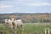 Charolais