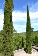 Property 1 hectare ++ for sale barjols, provence-cote-d'azur, 11-2198 Image - 3