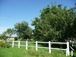 Orchard