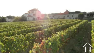 neighbouring marcheseuil vines