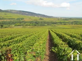 Le vignoble alentour