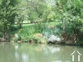 Wildflowers on the bank