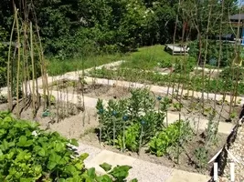 Garden Vegetable and plants