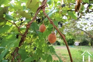 kiwis et raisins