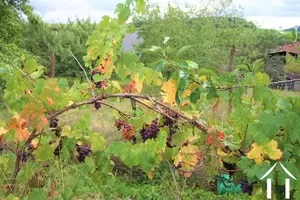 Vignes de raisin