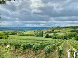 Les vignes vues du bas de la propriété