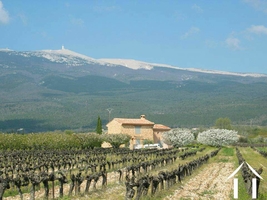 Property surrounded by cherry trees, vines and views
