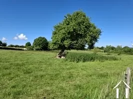 Grassland