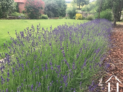 Summer lavender