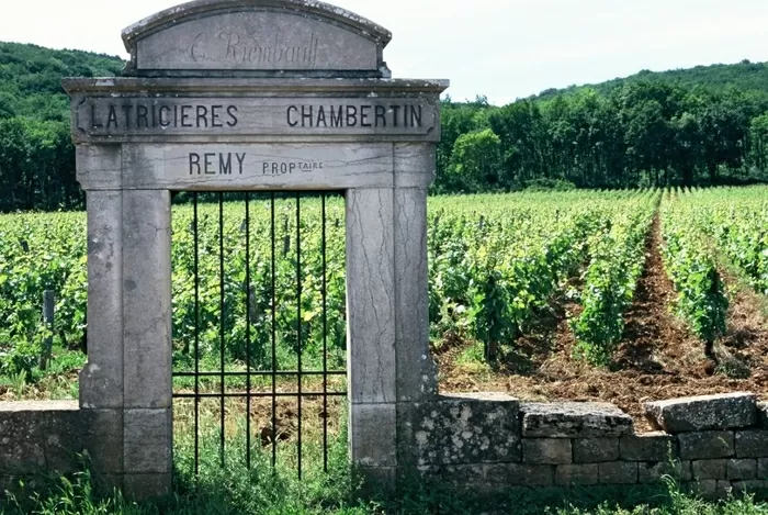 Vineyard of Gevrey Chambertin