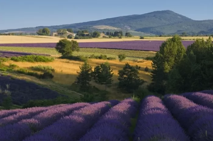 the famous lavender fields