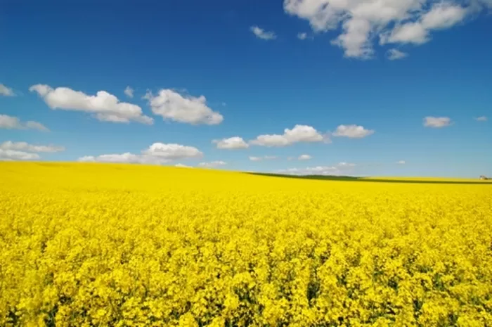 the beauty of agriculture