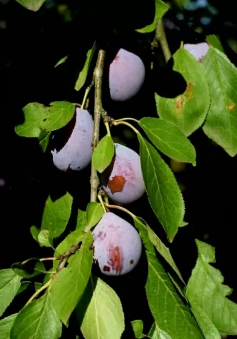 Plums for prunes - Laurent Reiz
