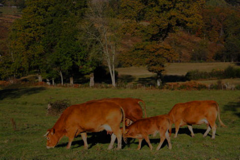 Limousin